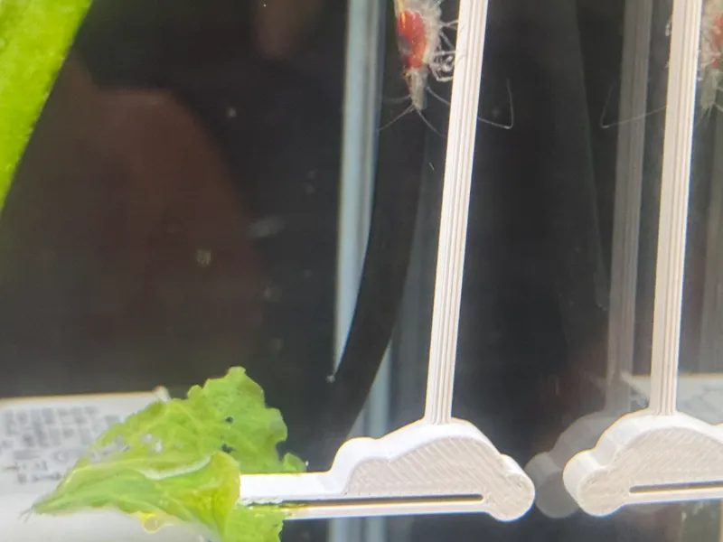 鱼缸喂虾壁挂青菜夹