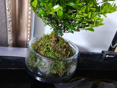 12mm Thick Aquarium Glass Vase Holder