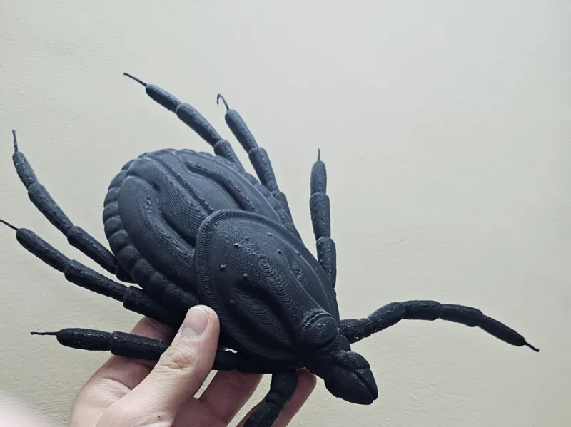 tick rocky mountain