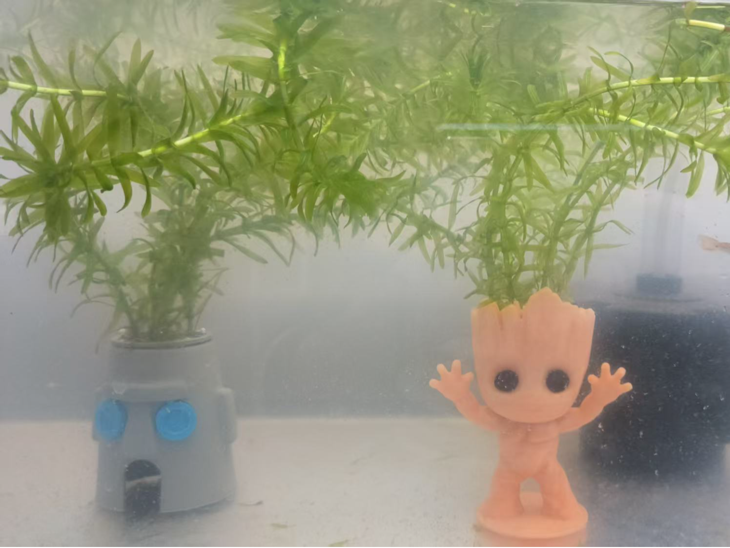 石像屋定植篮