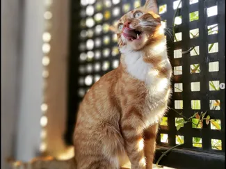 gato trosky