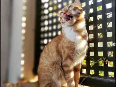gato trosky