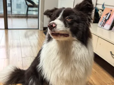 Border Collie Multi-color printing