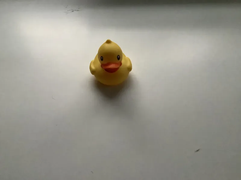 Duck