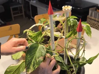 castle plant support