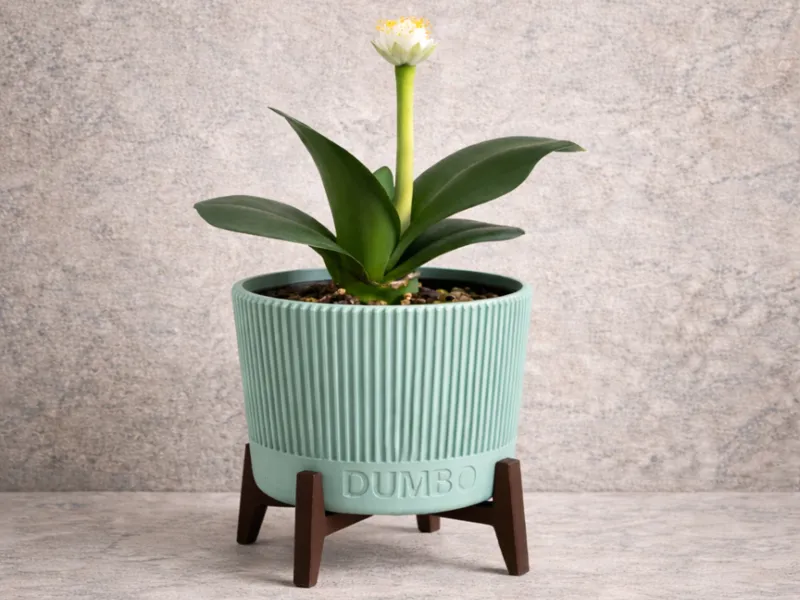 Ribbed Planter with Modern Wood Stand (Parametric)