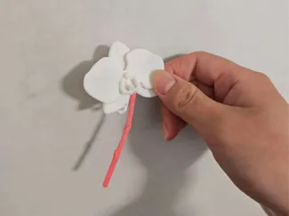 蝴蝶兰小花