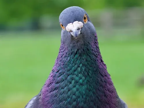 Pigeon
