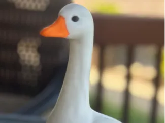 Desk Goose 4inch