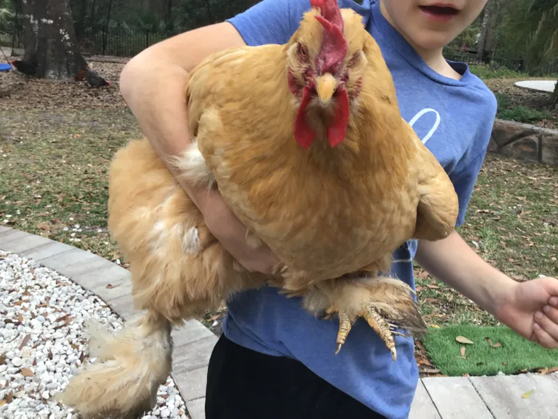 Fat