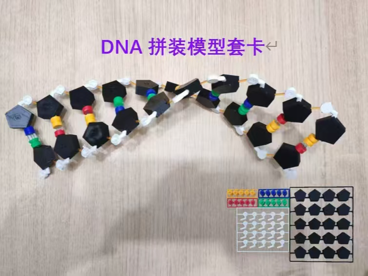 DNA拼装模型套卡