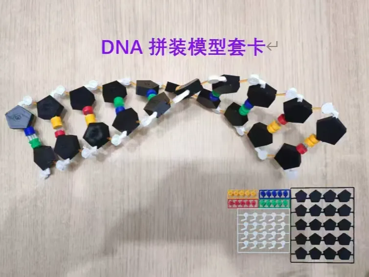 DNA拼装模型套卡