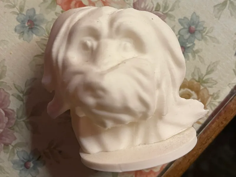 busto bichon havanese