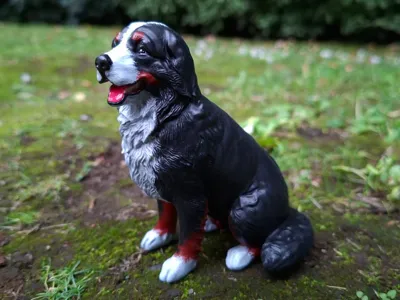 Bernese Mountain Dog