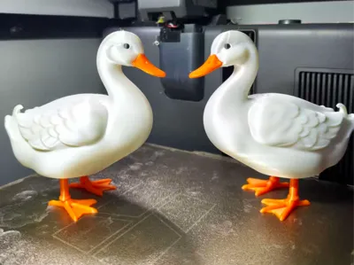 Egg-laying Duck