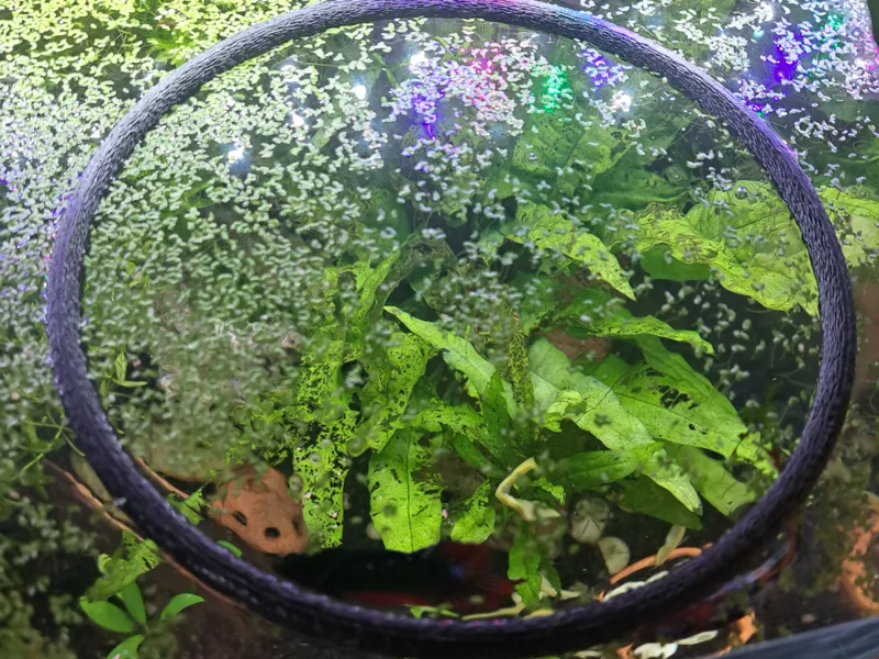 Fish Feeding Ring