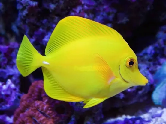 YELLOWTANG REEF FISH