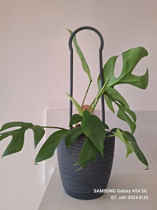 A rod to support the growth of the flower