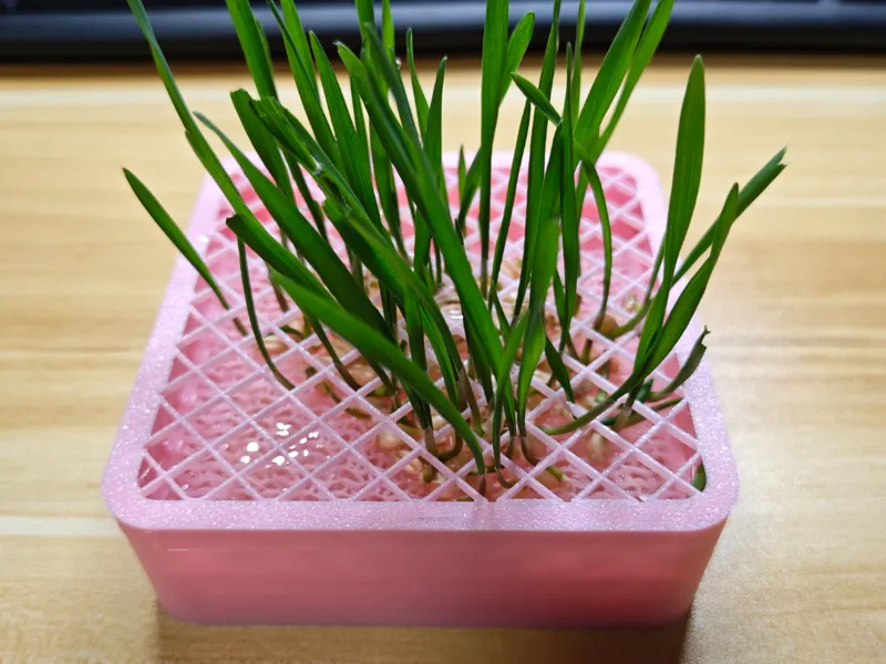 省料版猫草水培盒-带保护盖
