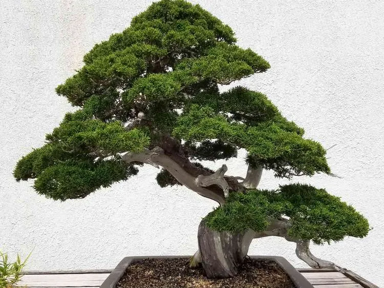 Bonsai tree V1