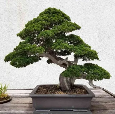 Bonsai tree