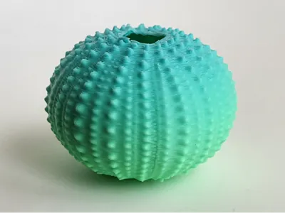 Sea Urchin Shell