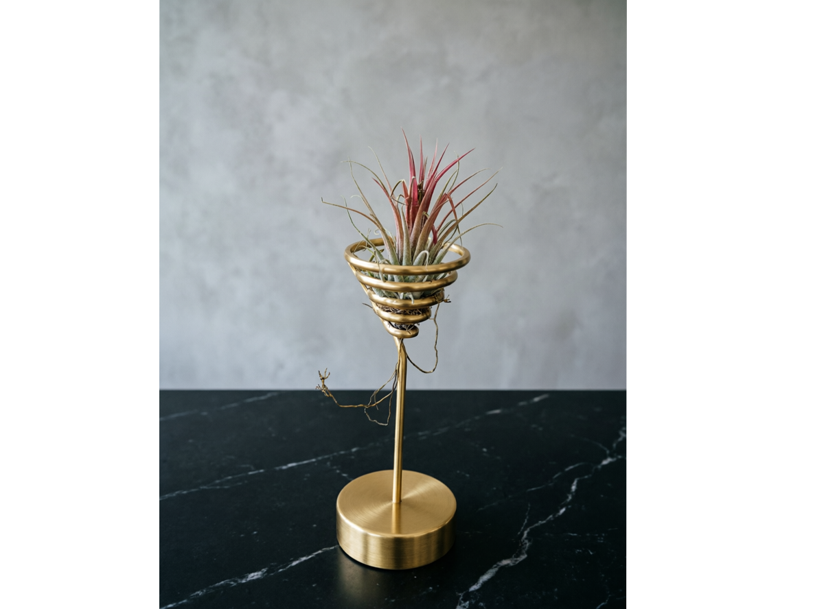 空气凤梨盆栽支架 | Air Plant Potted stand