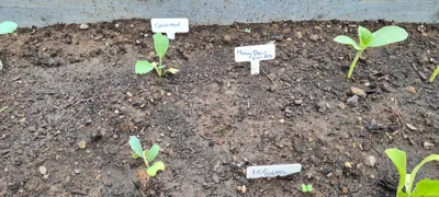 Plant Marker