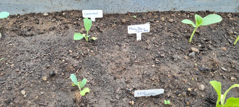 Plant Marker