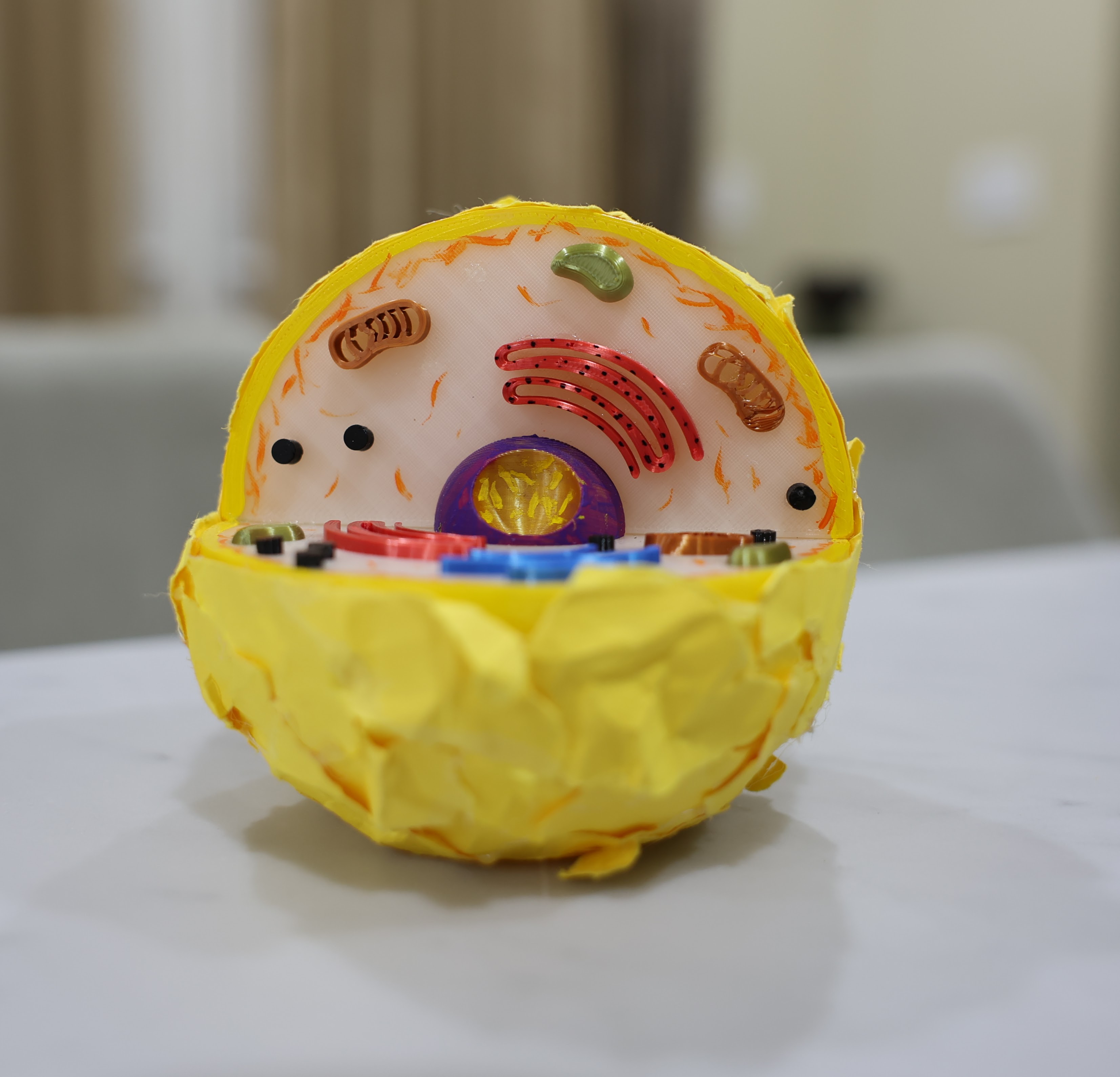 Animal Cell Model