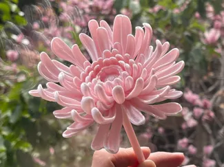超逼真的菊花中式传统大菊