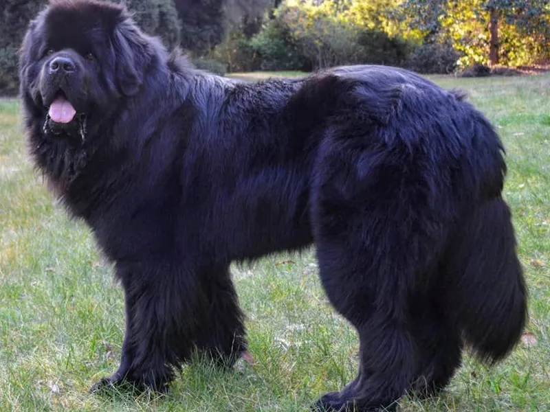 newfie