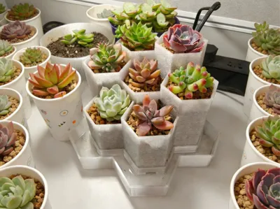 Office Desktop Succulent Pot with Drainage Tray, A1 mini printable