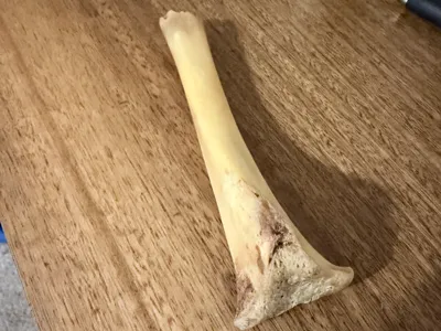 Lamb Shank Bone