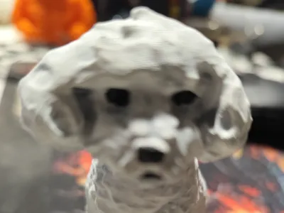 White Poodle