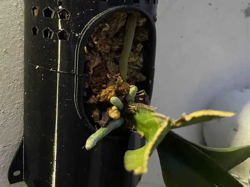 蝴蝶兰板植