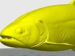 Trout Model