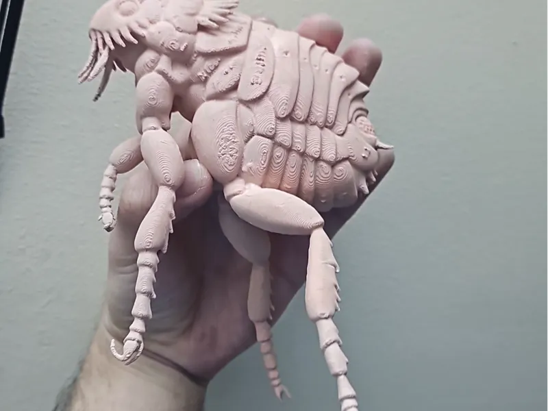 Human Flea
