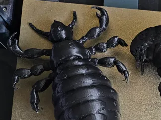 Head Lice