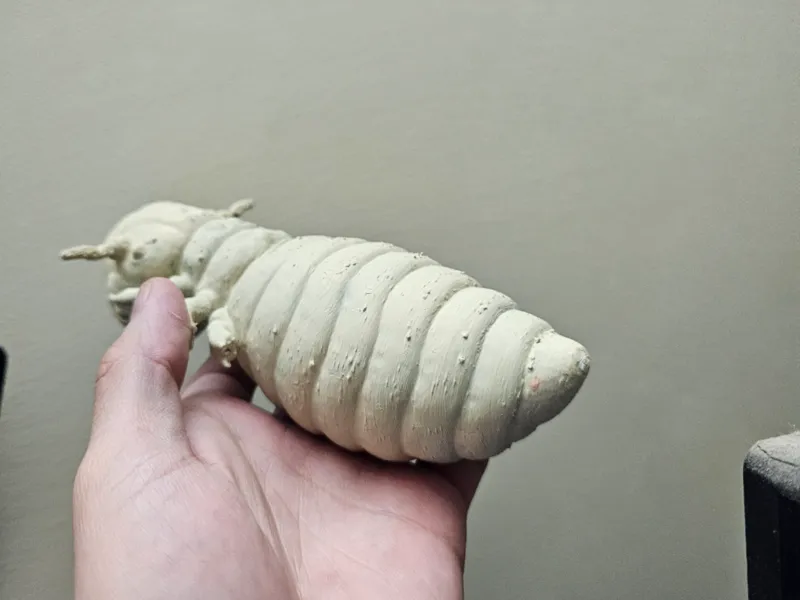 Bovicola bovis