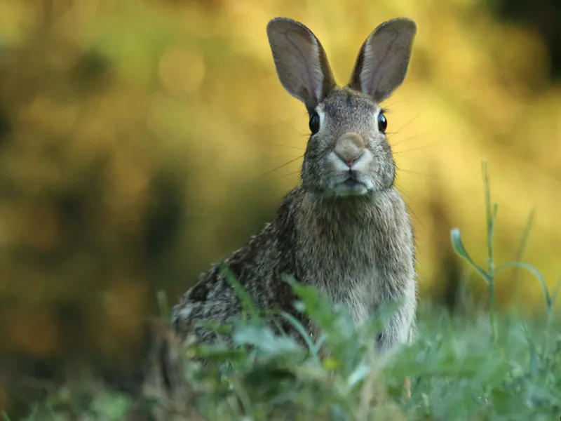 RABBIT
