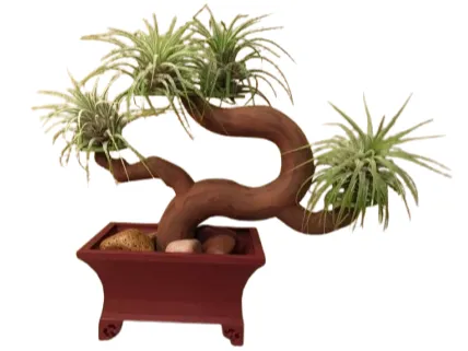 bonsai tree planter