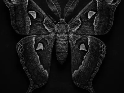 Hueforge Giant Moth