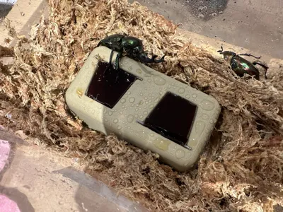 Beetle-specific: Stable Base for 1/2 Half Jellies Beetle Feeder: for Half Jellies