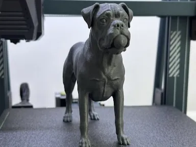 Boxer Dog 
