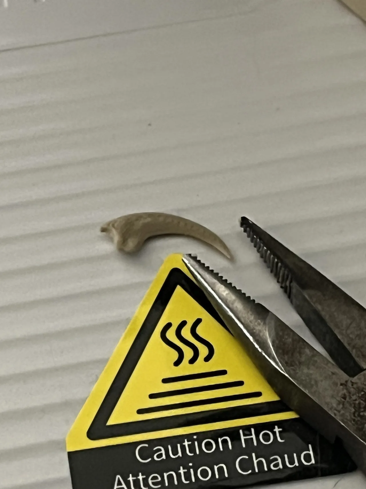 ps1 Flipped Raptor Claw Earring view 3