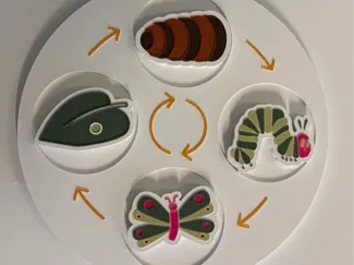 Rupsje nooitgenoeg: van ei tot vlinder