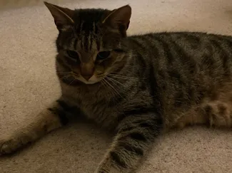 Cat sitting cute