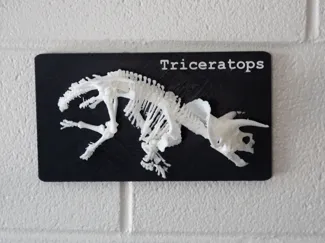 Triceratops Skeleton model