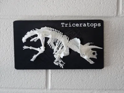 Triceratops Skeleton model
